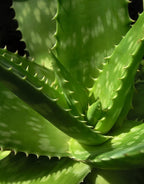 Ekte Marseille-såpe med Aloe Vera (125 g)