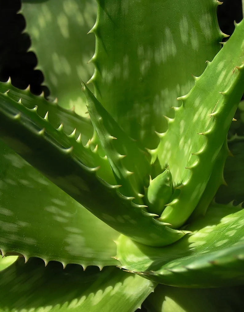Ekte Marseille-såpe med Aloe Vera (125 g)