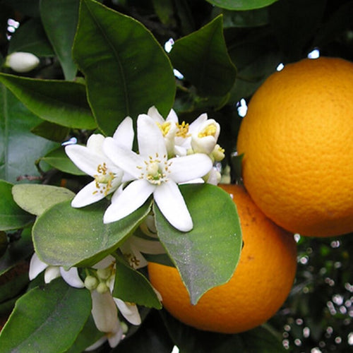 Ekte Marseille-såpe med Appelsinblomst (125 g)