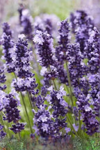 Ekte Marseille-såpe med lavendel (125 g)