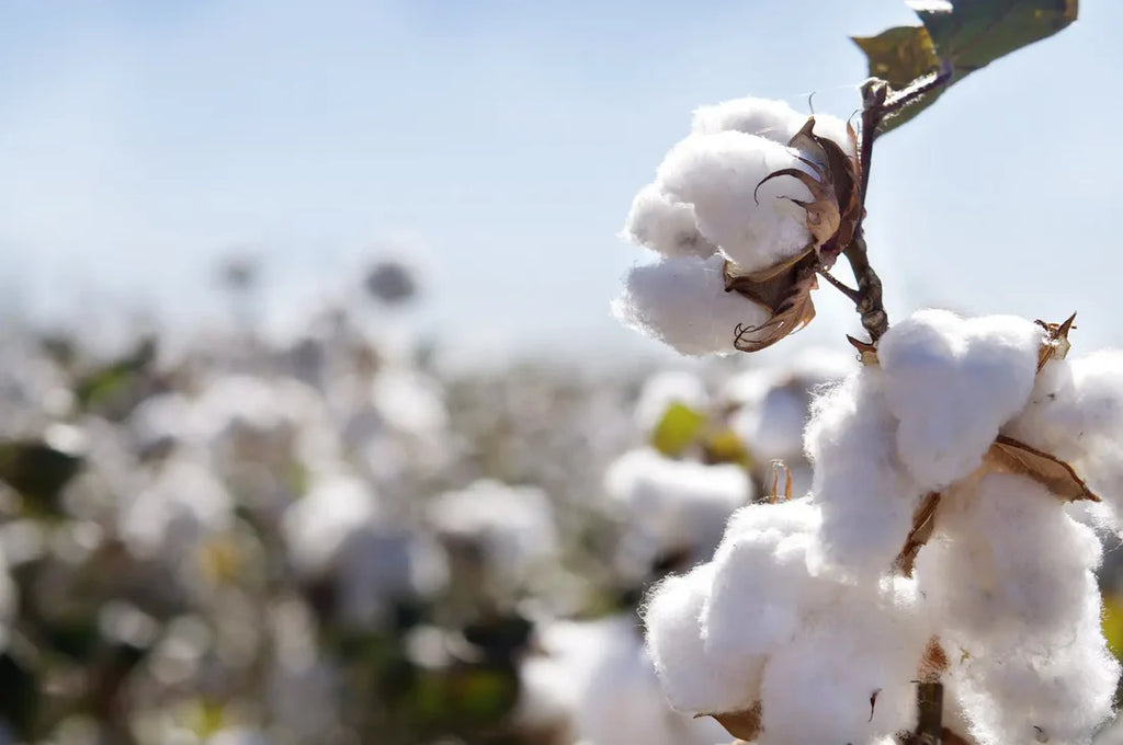 Marseille-såpe med Bomullsduft (Cotton Flower)