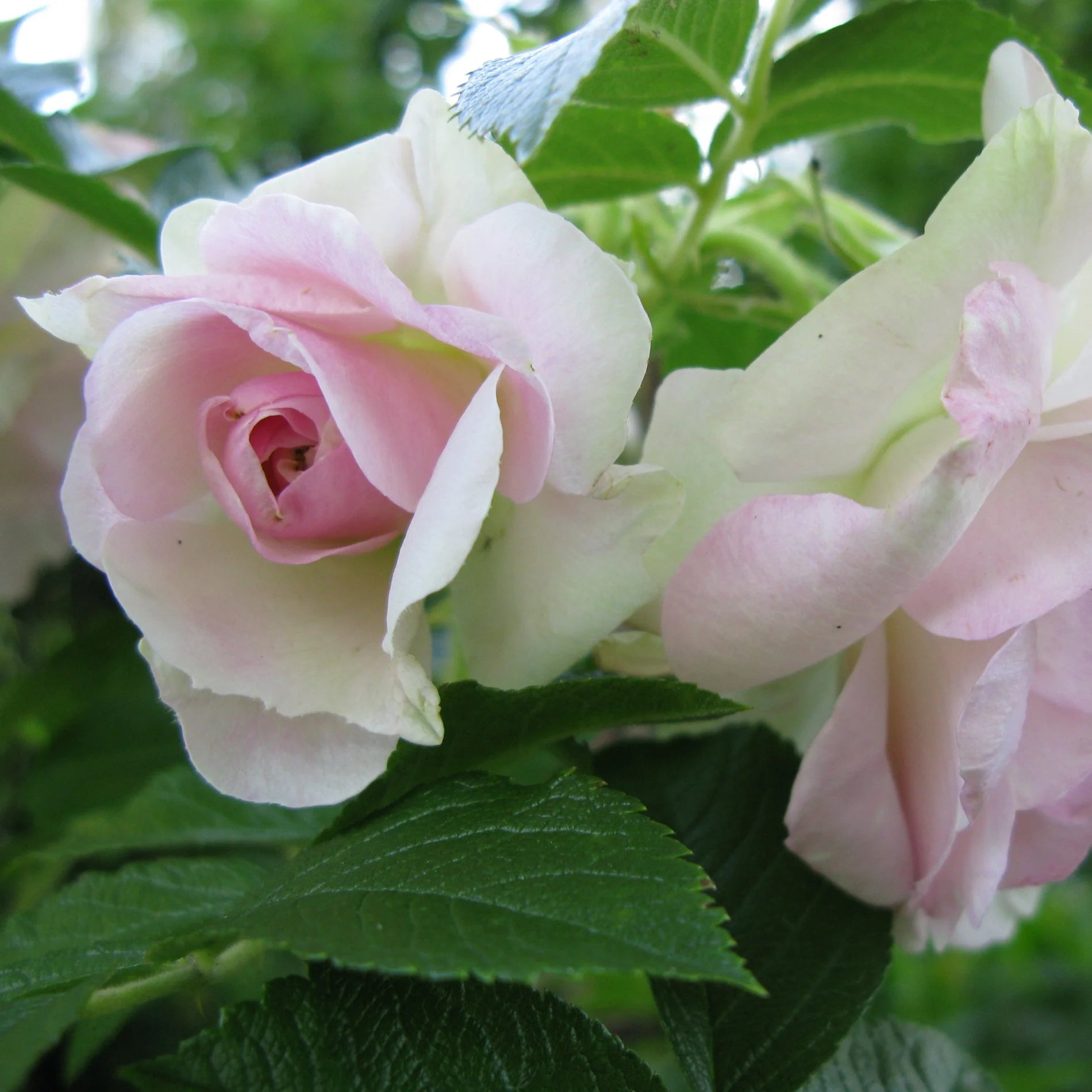 Ekte Marseille-såpe med rose (125 g)